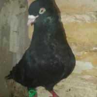 کموتر پرشی