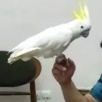 کاکادو تاج زرد