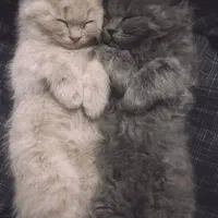 نگهداری از گربه