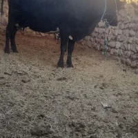 گاوه هفت ماه ابس