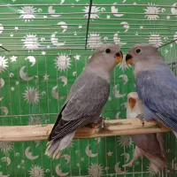 طوطی برزیلی