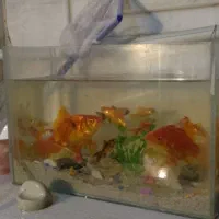 ماهی قرمز تکی|ماهی|زاهدان, |دیوار