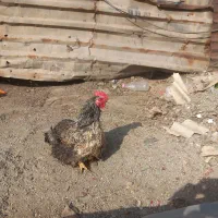 سلام یک‌عدد‌مرغ‌رسمی‌خوب‌وقت‌به‌سختی‌راه‌میره