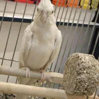 عروس هلندی ماده