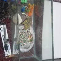 آکواریم|ماهی|خرمدره, |دیوار