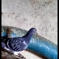 کبوترآلمانی|پرنده|مشهد, فردوسی|دیوار