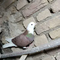 کبوتر قلاقی