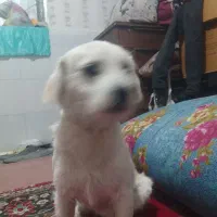 سگ خوب باهوش حرف گوش کن