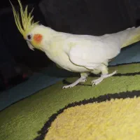 عروس هلندی|پرنده|رشت, حمیدیان|دیوار