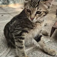 واگذاری بچه گربه