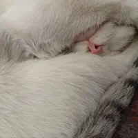 واگذاری گربه|گربه|ساوه, |دیوار