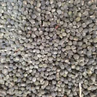 بذر بامیه درجه یک