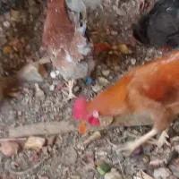 مرغ وخروس گلین وبرهما|حیوانات مزرعه|باغ بهادران, |دیوار