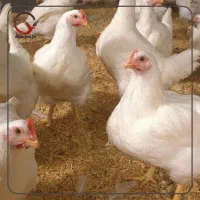 کارگر برای مرغداری گوشتی (خانواده)