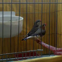 پرنده فنج کینگ