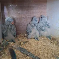 فروش جفت راهب ابی مولد