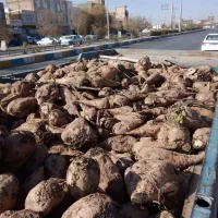 چغندر جهت علوفه دام