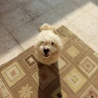 پاپی|سگ|اصفهان, براآن شمالی|دیوار