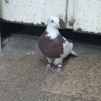 سلام طوقی سرخ|پرنده|مشهد, رده|دیوار