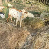 نری|حیوانات مزرعه|تخت, |دیوار