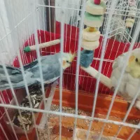 عروس هلندی نروماده