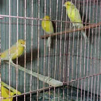 قناری ماده|پرنده|تنکابن, |دیوار