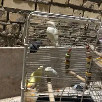 طوطی برزیلی