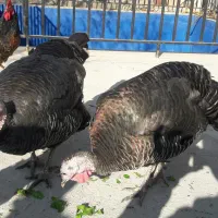 فروش بوقلمون