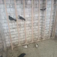 کفتر کبوتر جوجه|پرنده|مشهد, ویلاشهر|دیوار