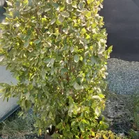 حراج گل وگیاه|گل و گیاه طبیعی|سنندج, |دیوار