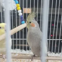 عروس هلندی|پرنده|لنگرود, |دیوار