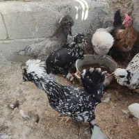مرغ بومی تخم گذار