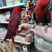 طوطی اکالکتوس ماده پرورشی اصفهان سوپر رام|پرنده|اصفهان, حسین‌آباد|دیوار