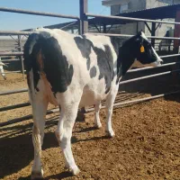 تلیسه،گاو ،گوساله