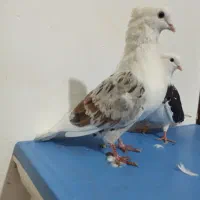 نر خوشونه معاوضه با ماده