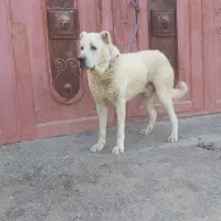 سگ سرابی نر|سگ|تهران, شهرک دریا|دیوار