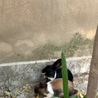 خرگوش خوشگل|موش و خرگوش|گرگان, |دیوار