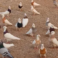 کبوتر طوقی همه جفتی