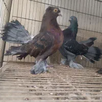 کبوتر زینتی تزیینی دم چتری آمریکایی یو|پرنده|محمودآباد, |دیوار