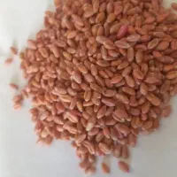 گندم دیم و آبی و جو دیم