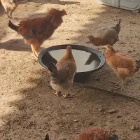 مرغ محلی و خروس|حیوانات مزرعه|گتوند, |دیوار