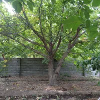 950باغ-سنددارگازبرق-قاسم-آباد-بزرگ