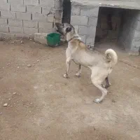 سگ نگهبان