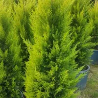 لاوسون ( کاج طلایی )|گل و گیاه طبیعی|شیرود, |دیوار