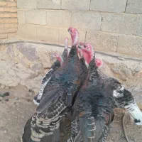 بوقلمون طبیعی|حیوانات مزرعه|اهر, |دیوار