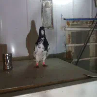 سینه کبوتر بهبهونی