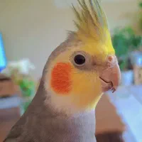 یه طوطی هلندی گم شده