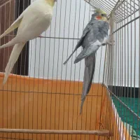 عروس هلندی نر و ماده سالم و جوان