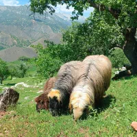 قوچ روزگاری