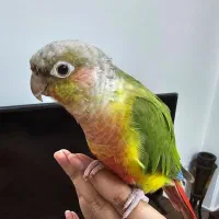 عروس هلندی ایزابلا اهلی|پرنده|باسمنج, |دیوار